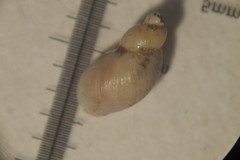 Succinella oblonga