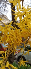 Forsythia