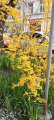 Forsythia