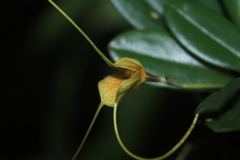 Masdevallia pteroglossa