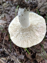 Lactifluus glaucescens