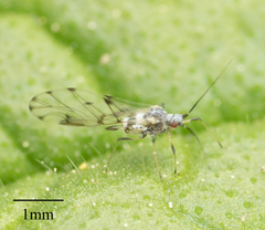 Eucarazzia elegans