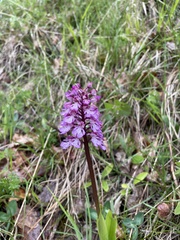 Orchis purpurea