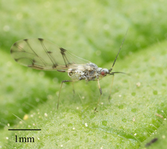 Eucarazzia elegans