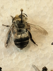 Anthophora affabilis