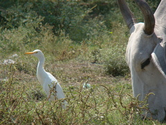Bubulcus ibis
