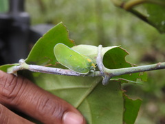 Flatida viridula