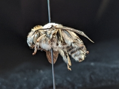 Anthophora affabilis
