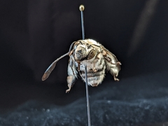 Anthophora affabilis
