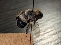 Anthophora affabilis