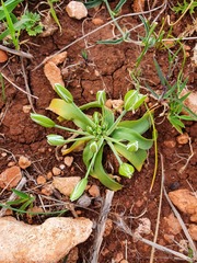 Ornithogalum