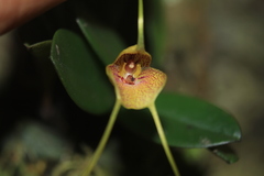 Masdevallia pteroglossa