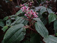 Miconia anisotricha