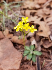 Draba zionensis
