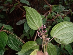 Miconia anisotricha