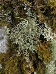 Usnea ceratina