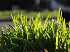 Zoysia
