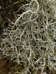 Usnea ceratina