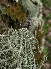 Usnea ceratina