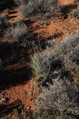 Stipagrostis ciliata capensis