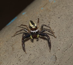 Epocilla