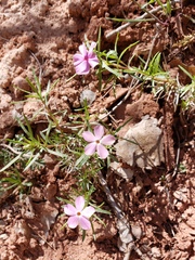 Phlox austromontana
