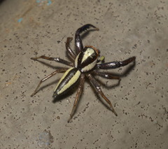 Epocilla