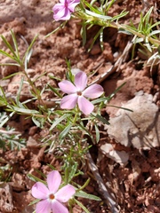 Phlox austromontana