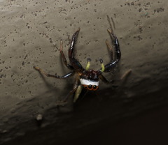 Epocilla