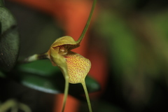 Masdevallia pteroglossa