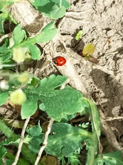 Coccinella septempunctata