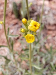 Oreocarya confertiflora