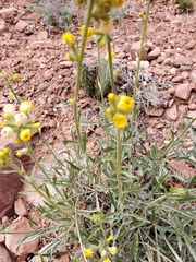 Oreocarya confertiflora