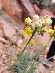 Oreocarya confertiflora
