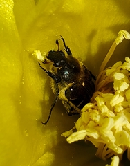 Trichiotinus piger
