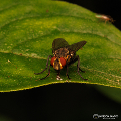 Diptera