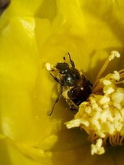 Trichiotinus piger