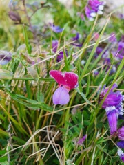 Lathyrus clymenum