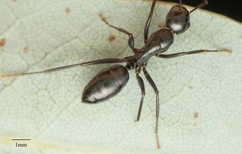 Hairless Smooth Carpenter Ant photo 4