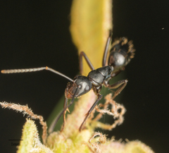 Camponotus laevigatus