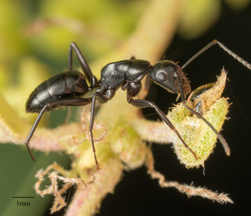 Hairless Smooth Carpenter Ant photo 2