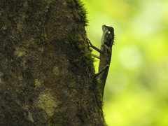 Monilesaurus ellioti