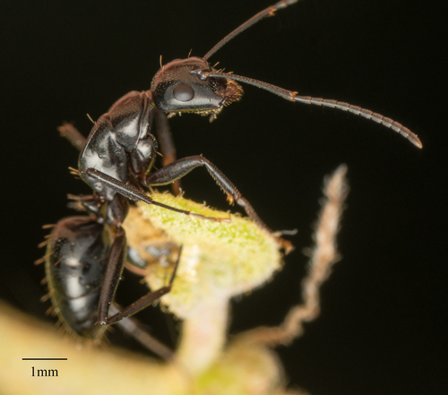 Hairless Smooth Carpenter Ant photo 3