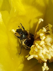 Trichiotinus piger