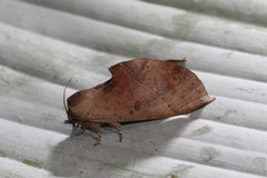 Hapigiodes frederica