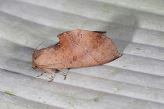 Hapigiodes frederica