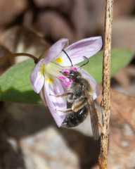Andrena rufosignata