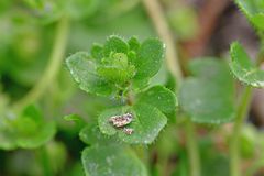 Veronica hederifolia