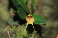 Masdevallia pteroglossa