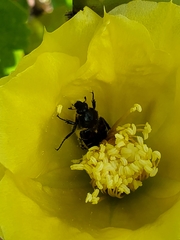 Trichiotinus piger